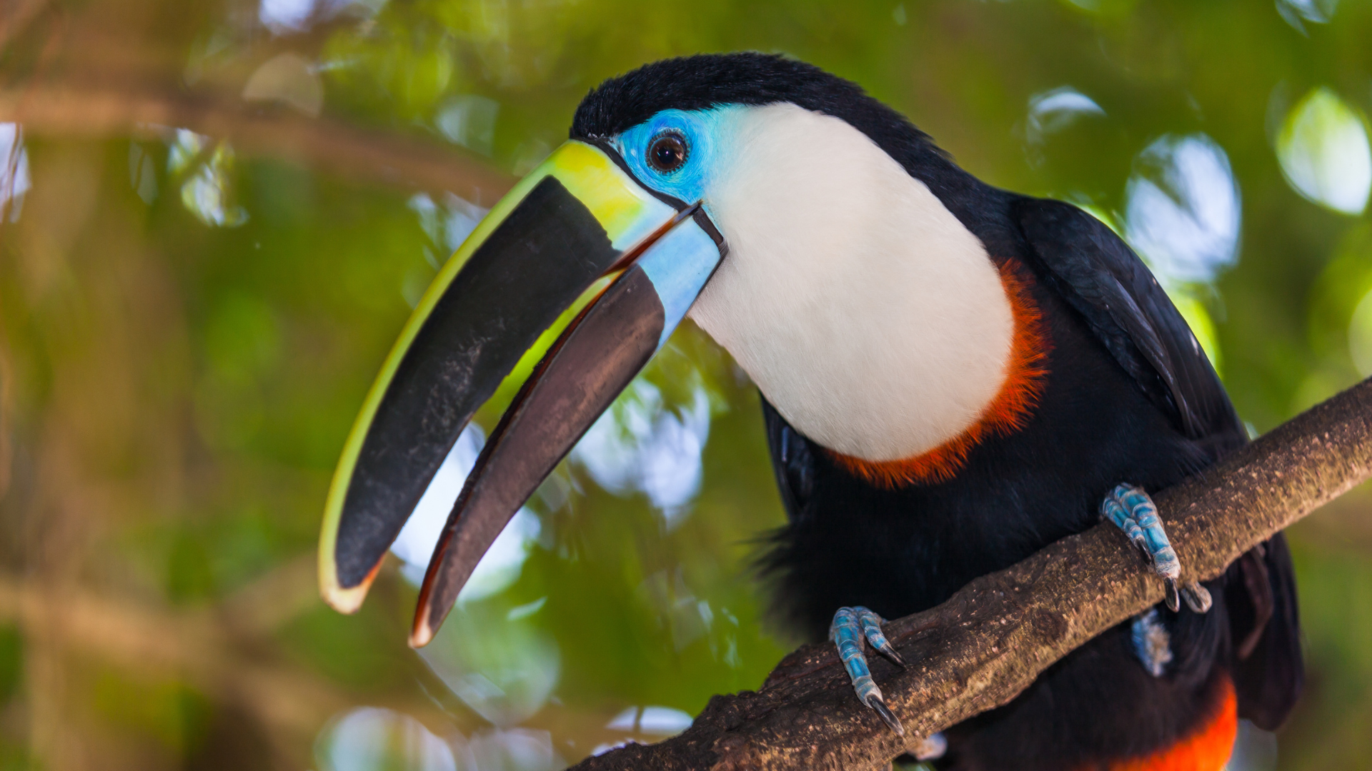 Toucan