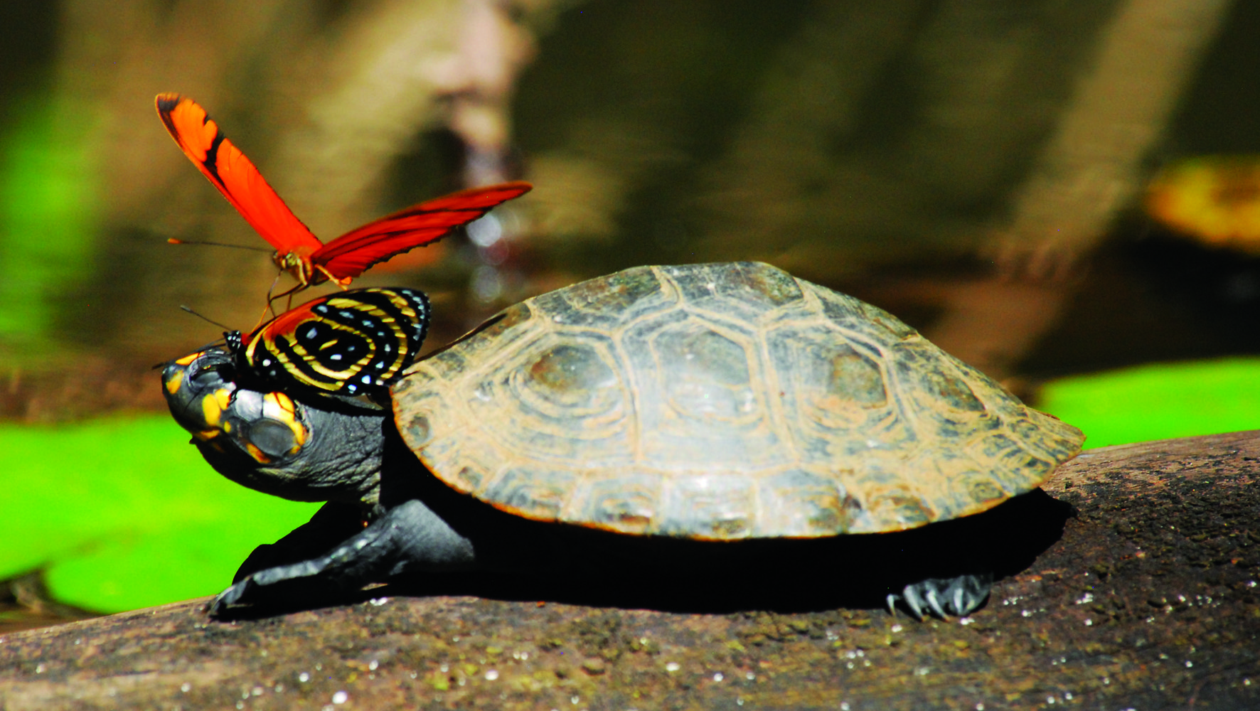 Turtles Turtles