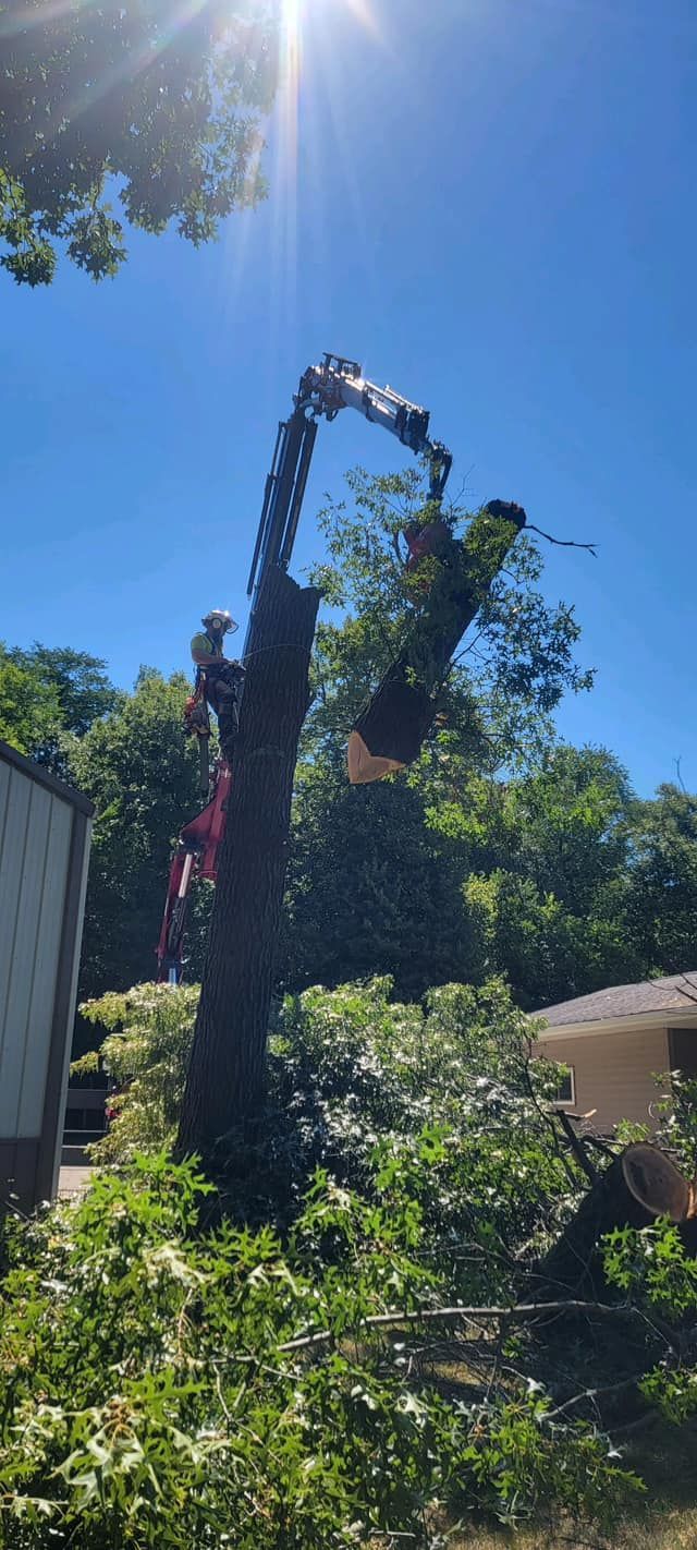A man is climbing a tree with a chainsaw.