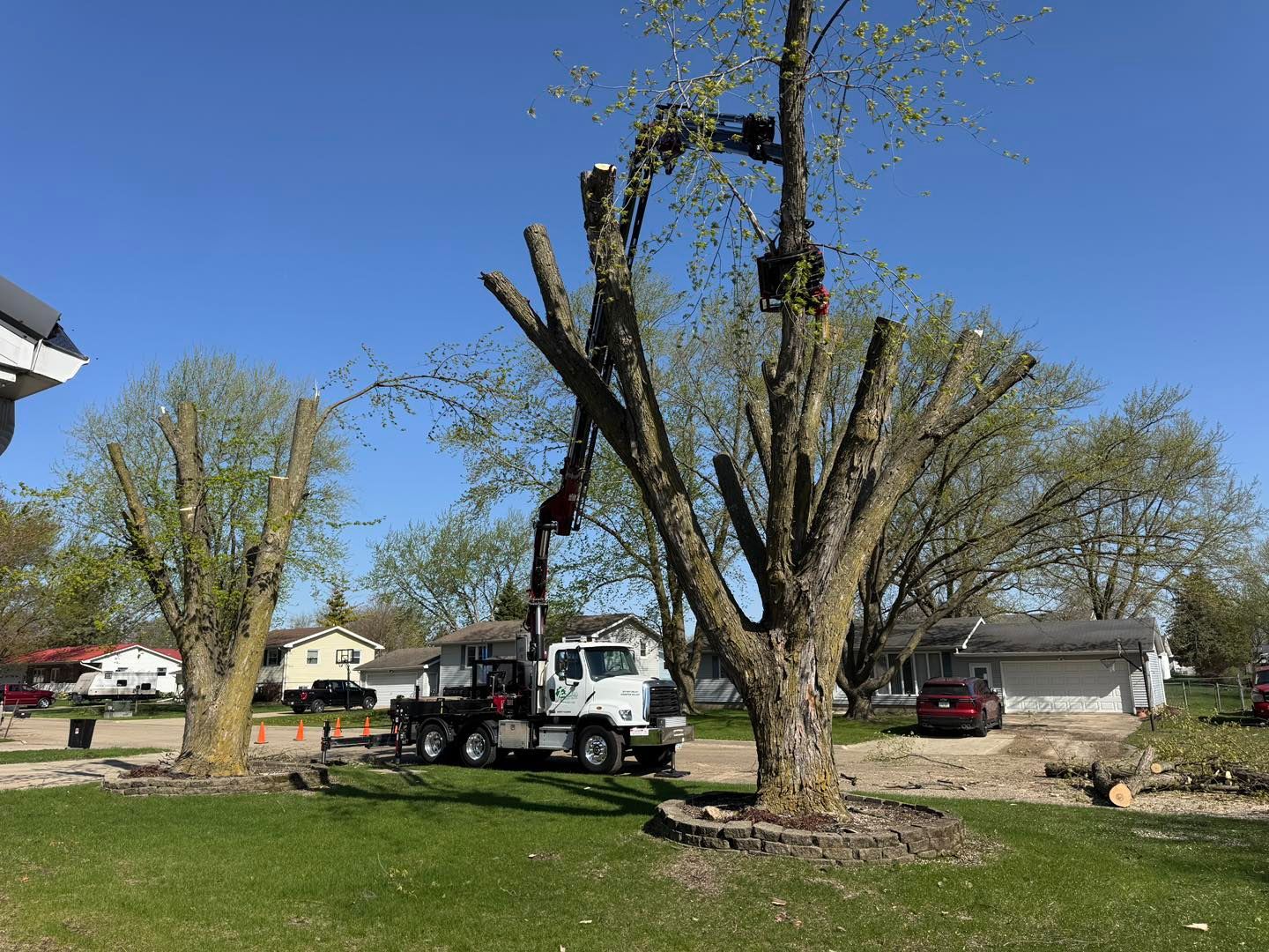 Two trucks parked among leafless trees in a grassy yard under a clear blue sky