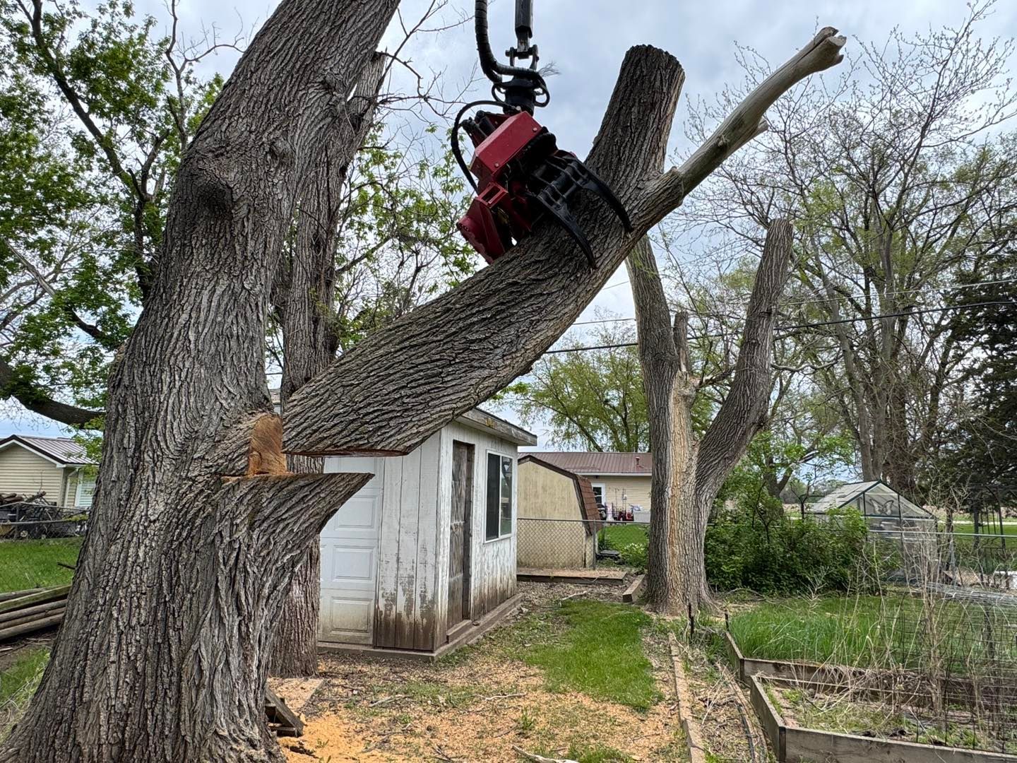 Chainsaw bucket saw cutting a large tree limb beside a small white shed in a yard