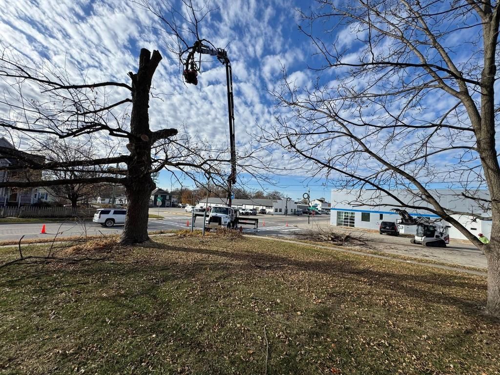 Tree being trimmed by a lift truck on a cloudy day, near buildings and vehicles.