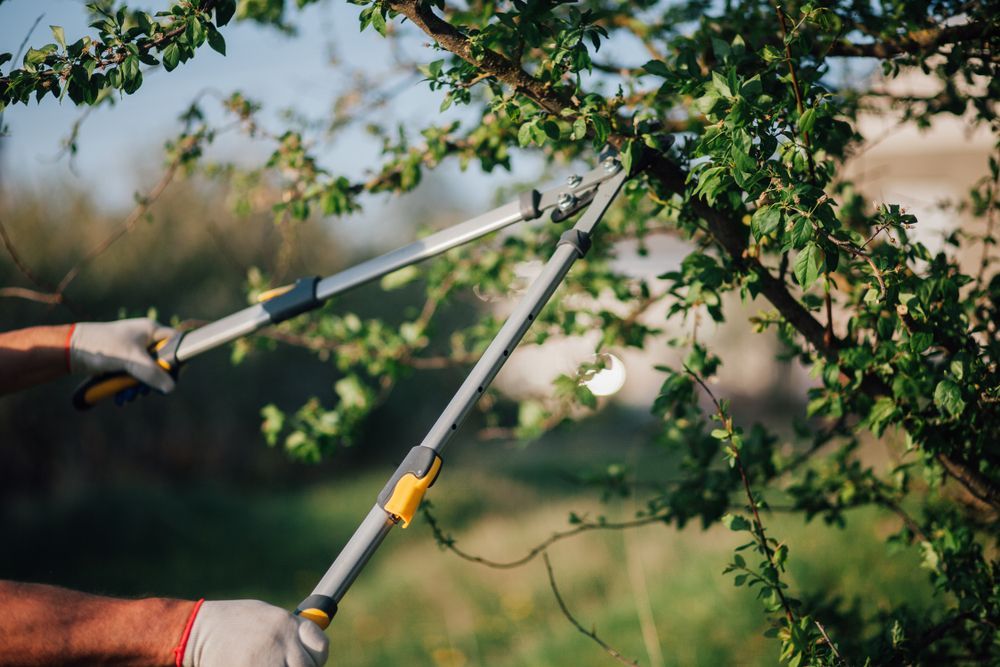 Person pruning a tree branch with long-handled loppers outdoors.
