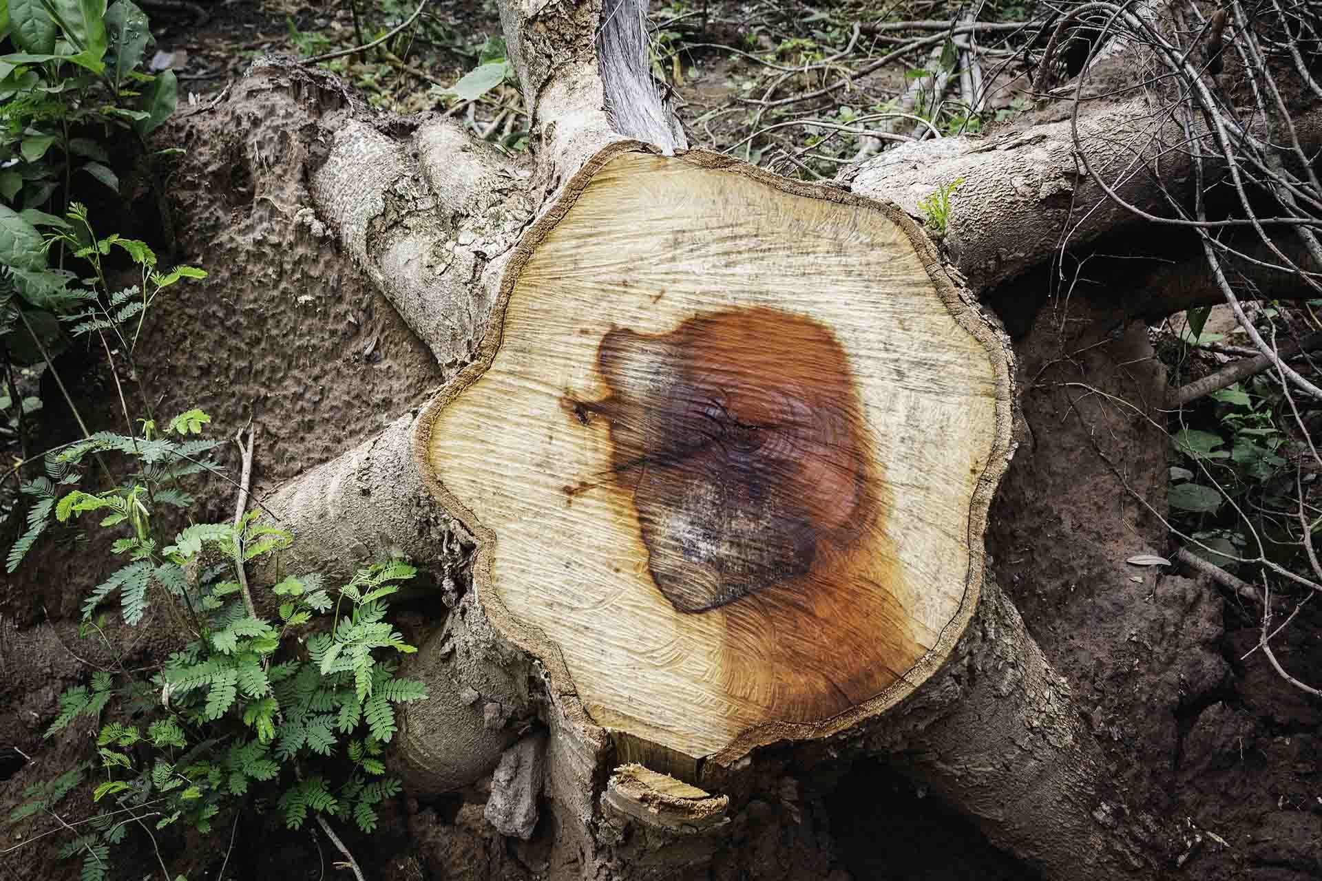 A tree stump in the middle of a forest with a hole in it.