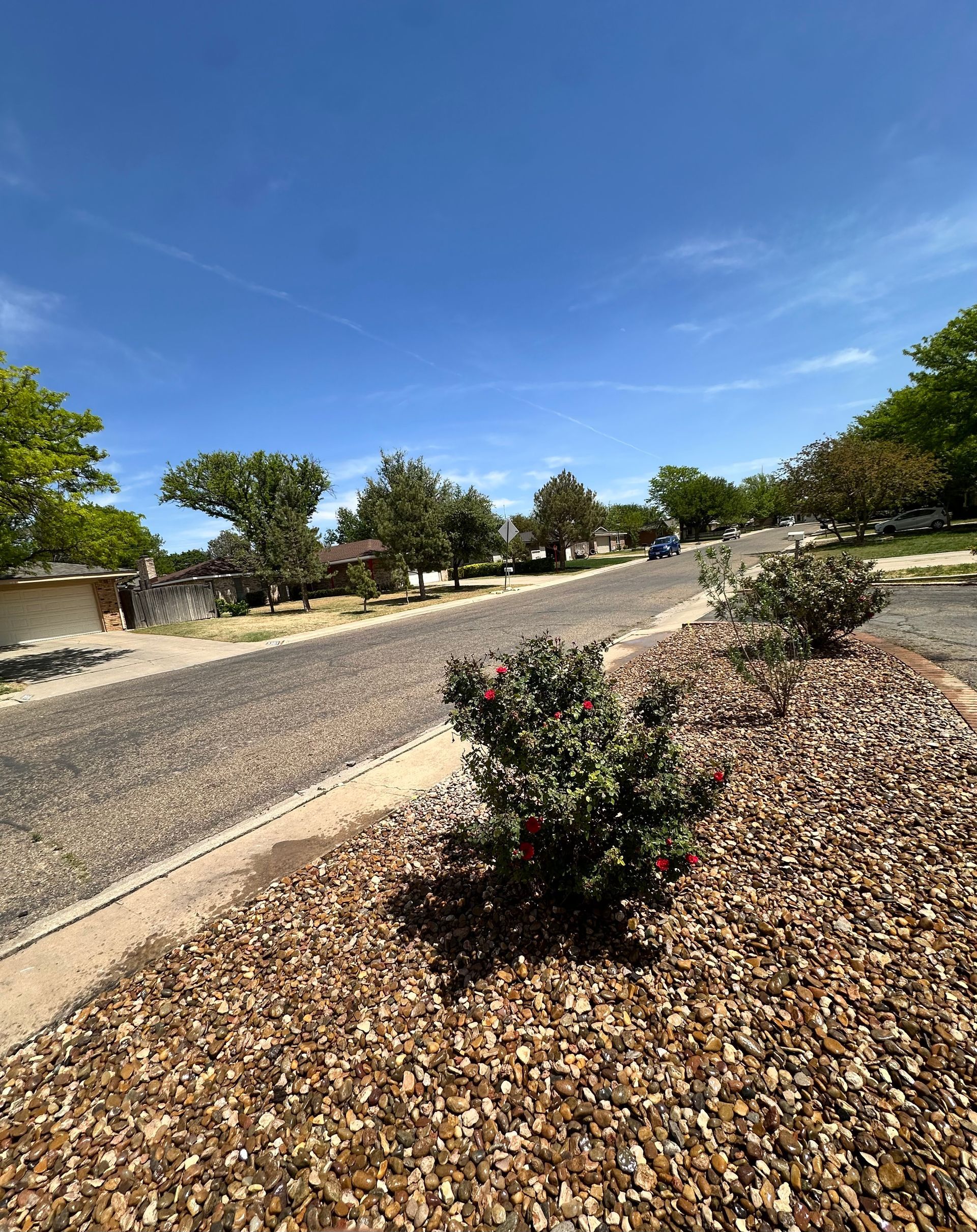 Suburban street with desert landscaping, gravel yards, trees, and a clear blue sky