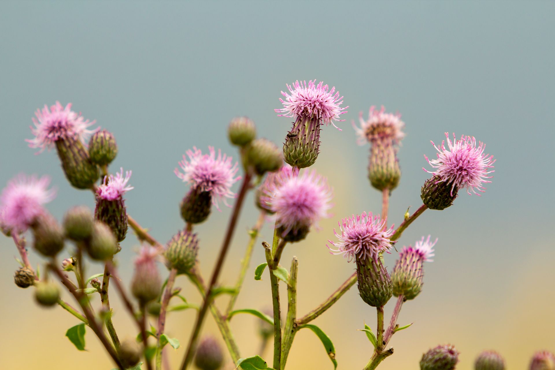 A bunch of purple flowers growing on a plant with a blue sky in the background.