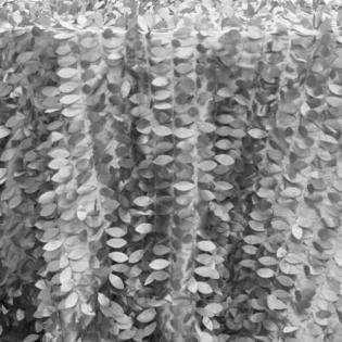 Gray leafy foliage with dense hanging leaves and vertical stems