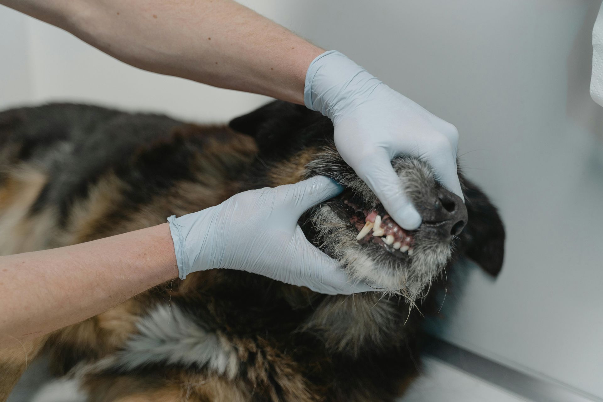 vet revealing dog's teeth
