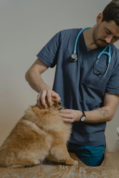 vaccinazione cane