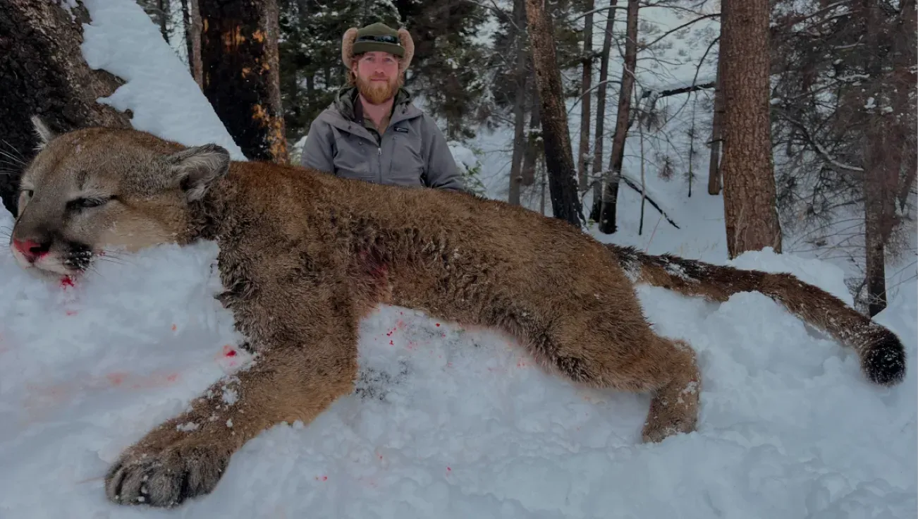 A man is standing next to a mountain lion in the snow.