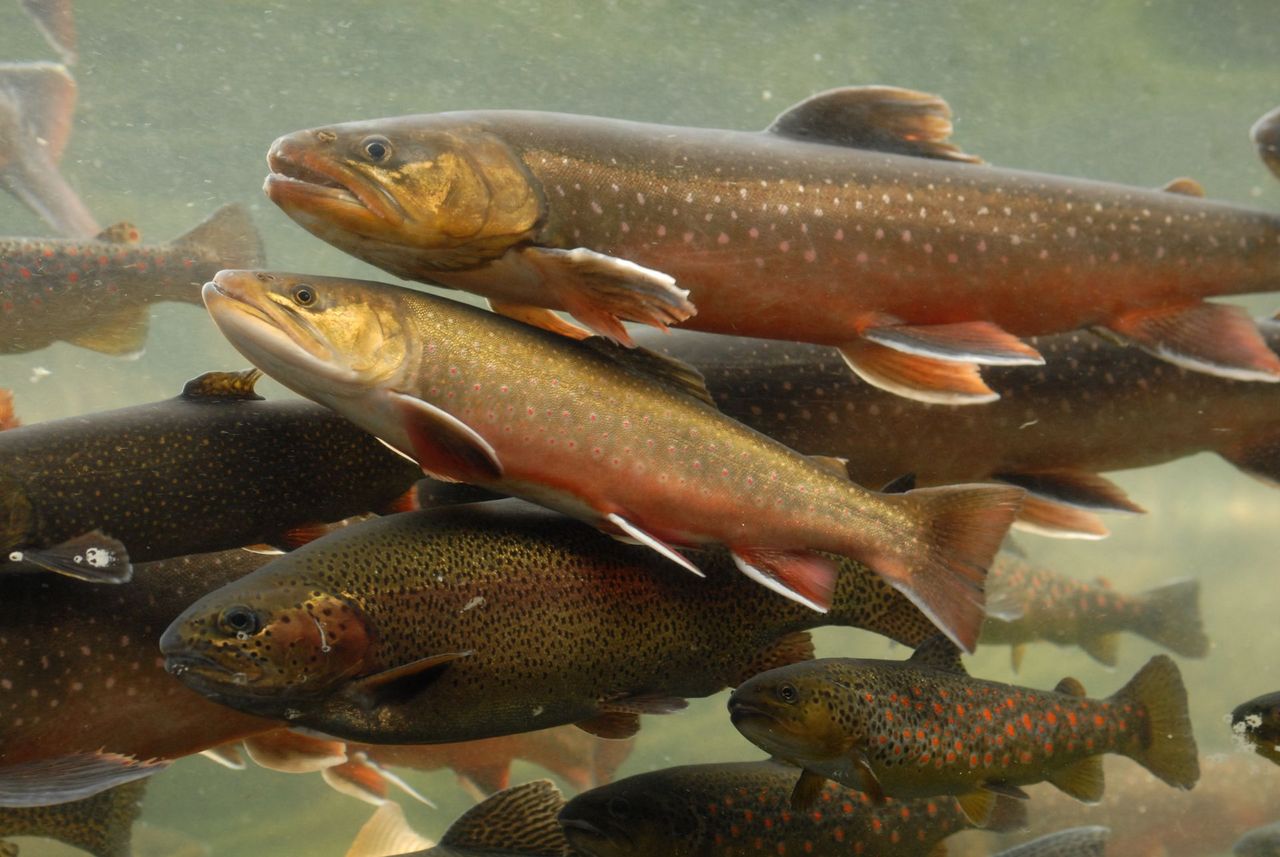 A large group of fish are swimming in the water.