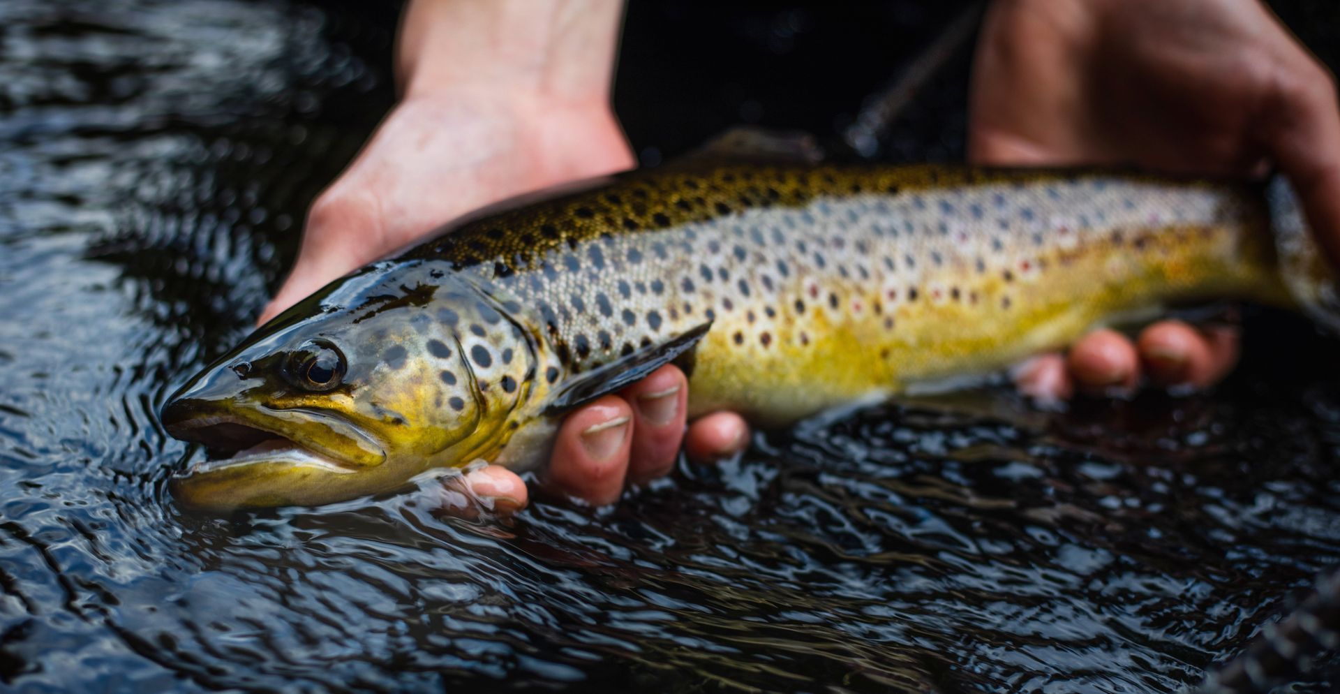 A person is holding a brown trout in their hands in the water.