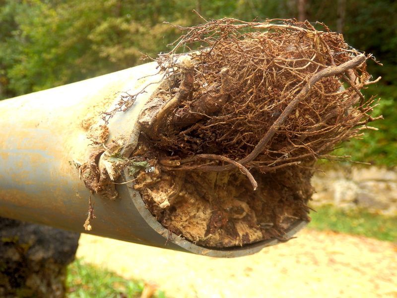 Cut PVC pipe filled with brown tree roots and dirt.