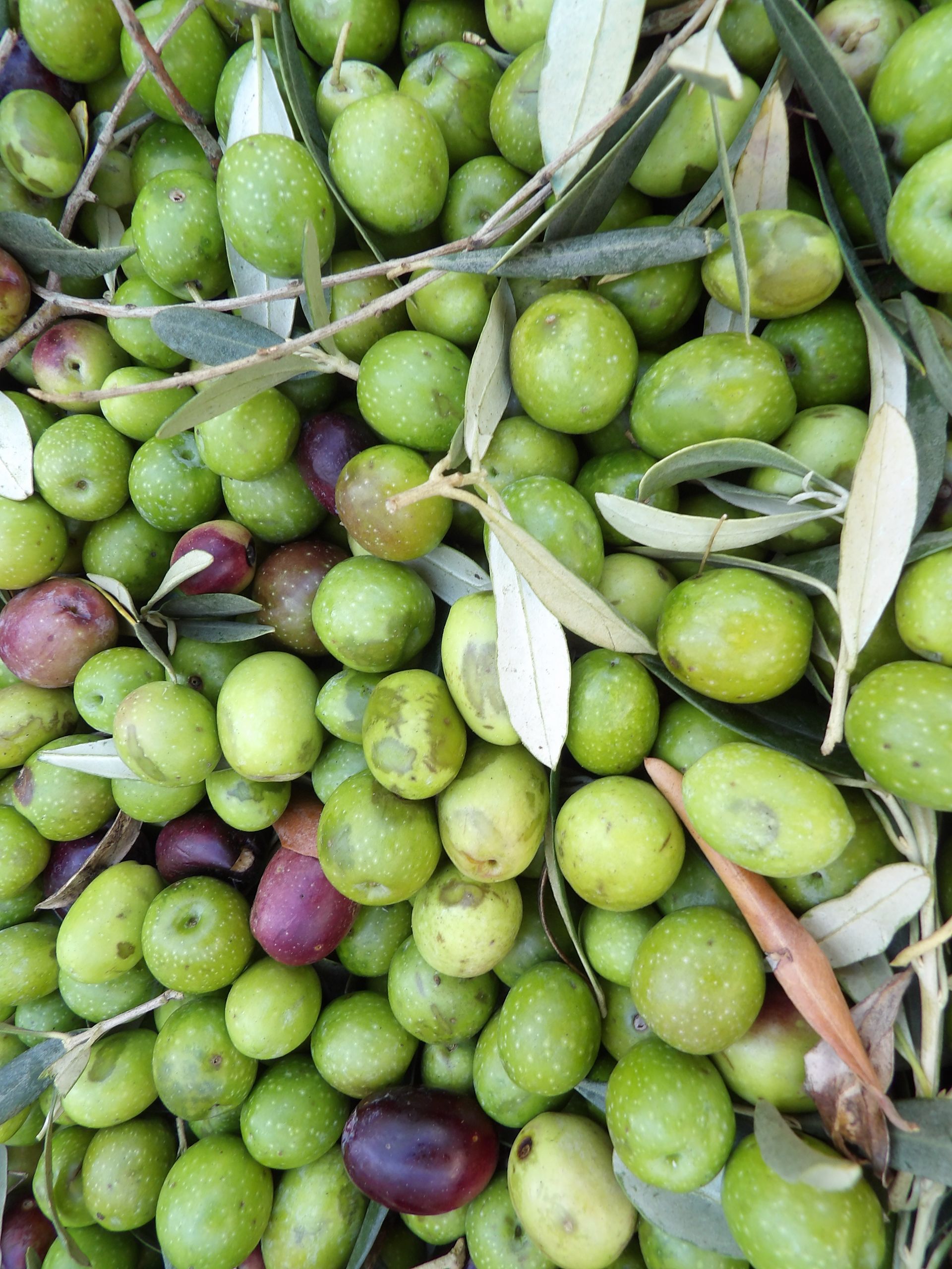 Olio Roberta Galantino — foto 4