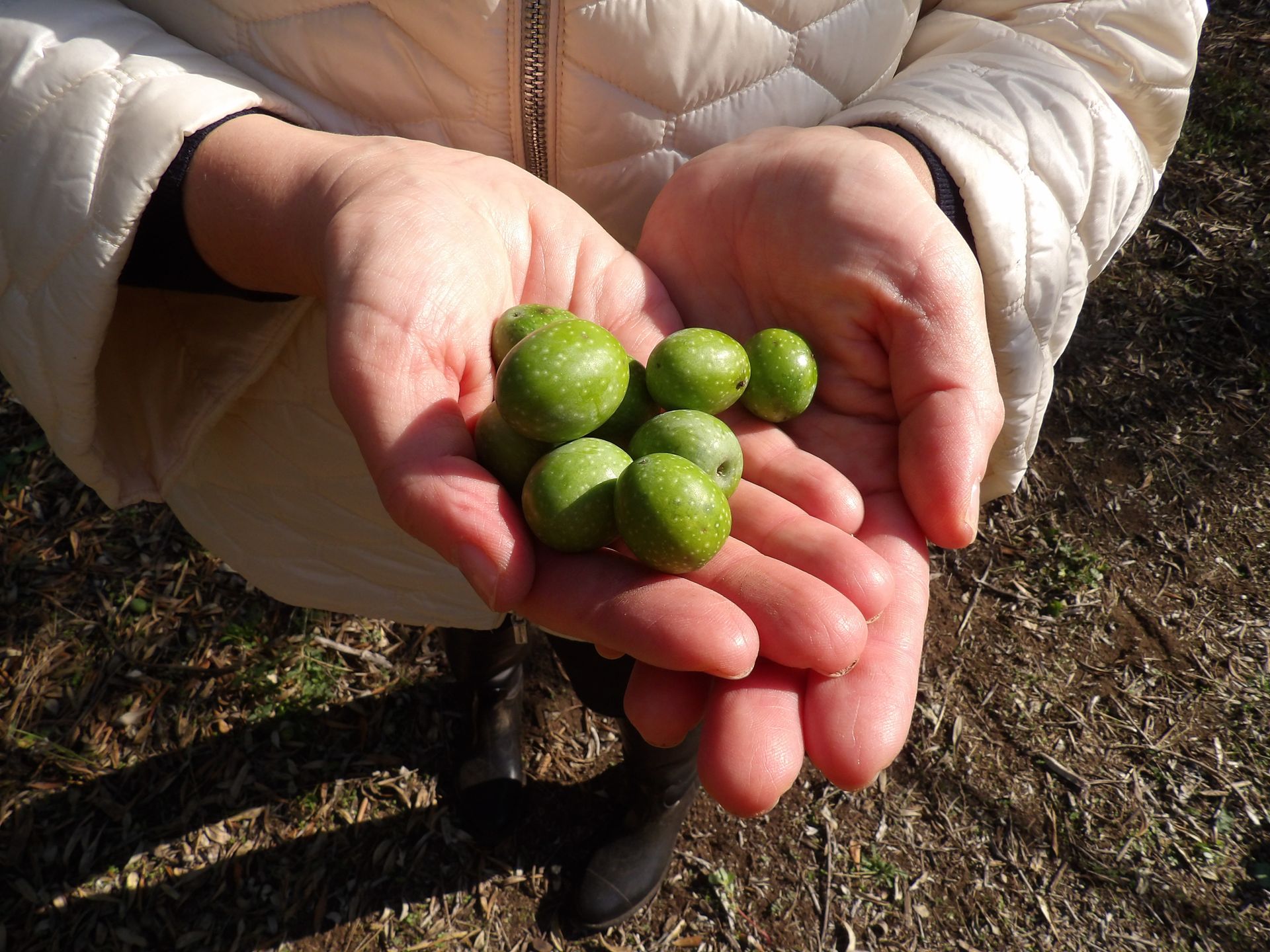 Olio Roberta Galantino — foto 5