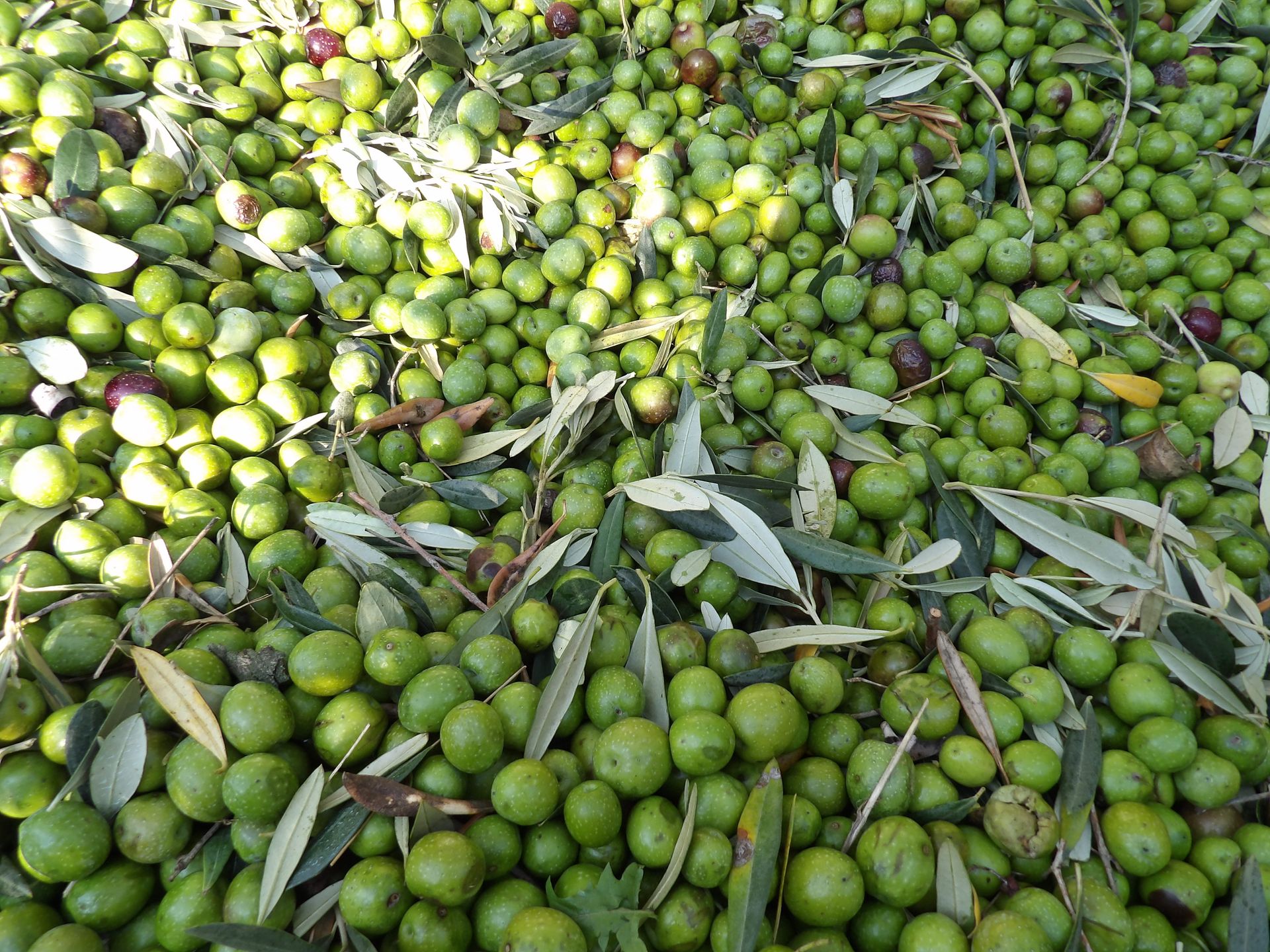 Olio Roberta Galantino — foto 3