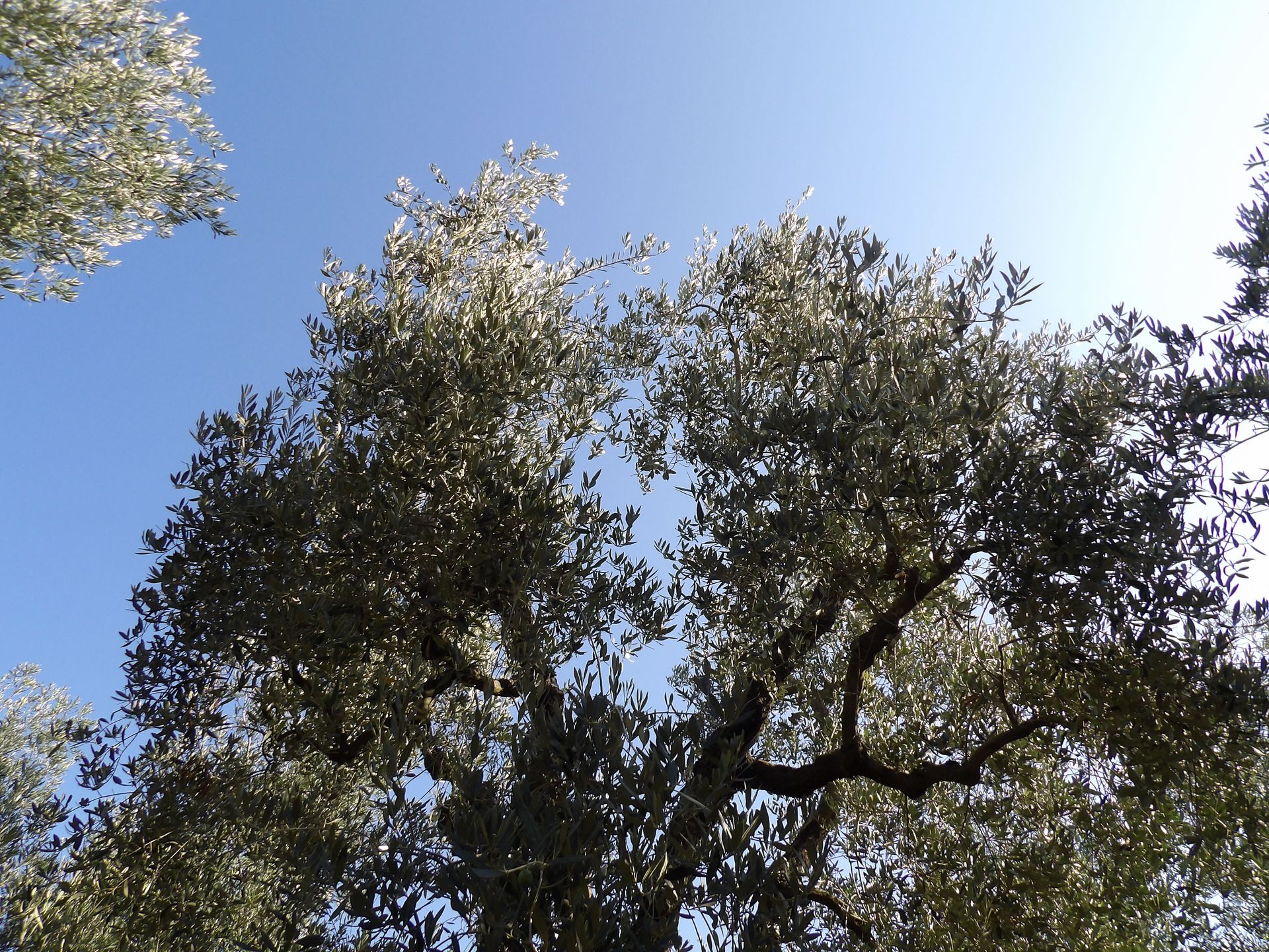 Olio Roberta Galantino — foto 2