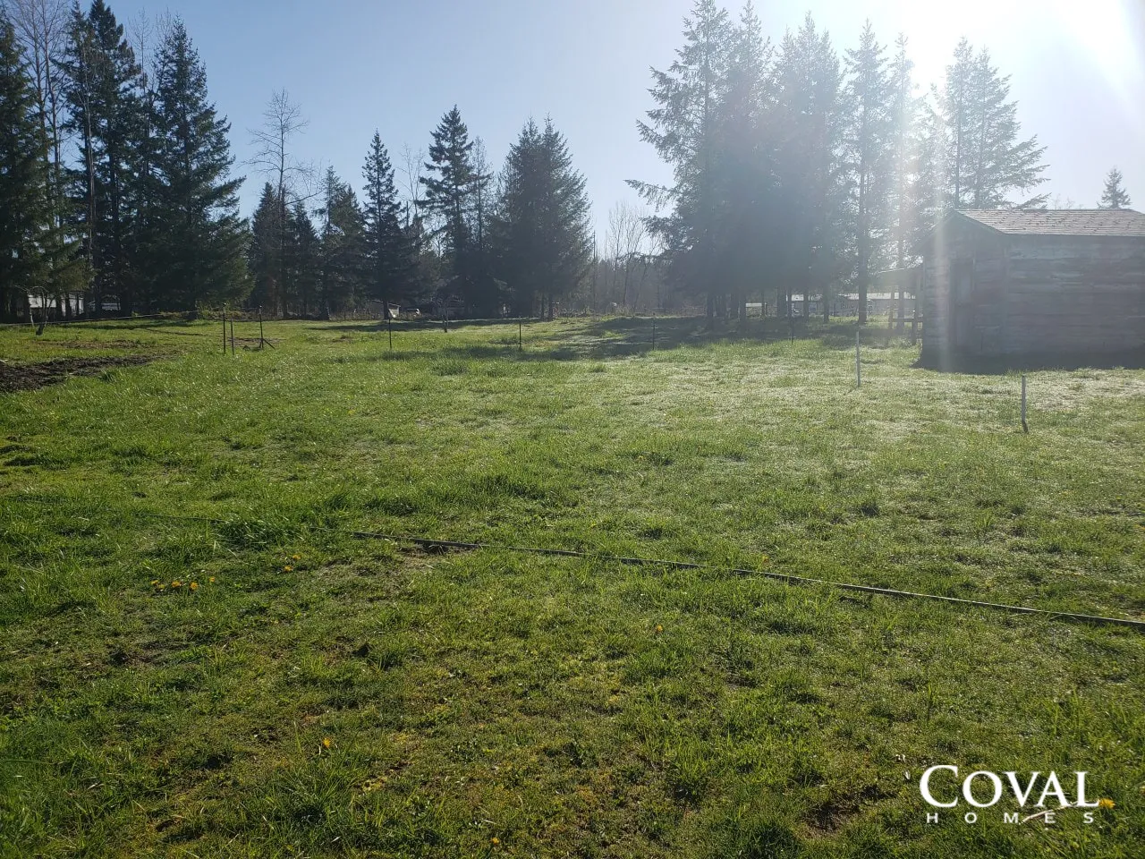 Sunny grassy field with tall evergreen trees and a small shed in the background