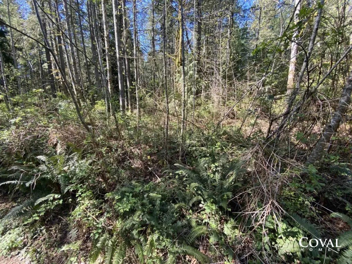 Sunlit forest with tall birch trees and dense green undergrowth