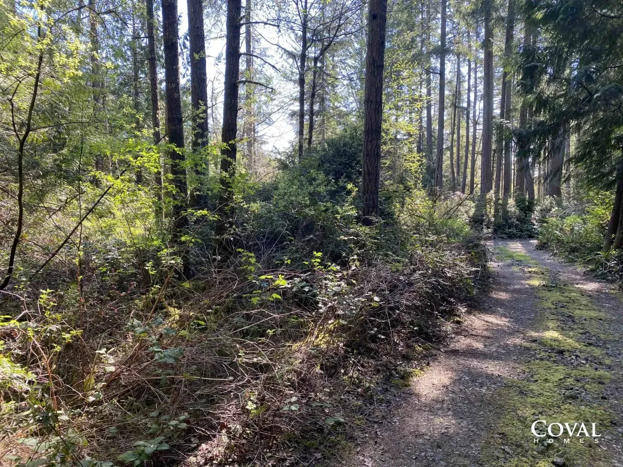 Wooded trail with tall pine trees and sunlight filtering through the forest
