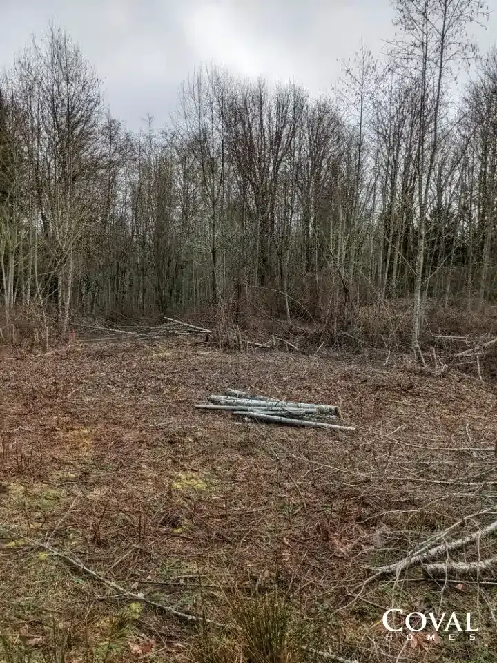 Cleared woodland with bare trees and scattered boards on the ground under an overcast sky