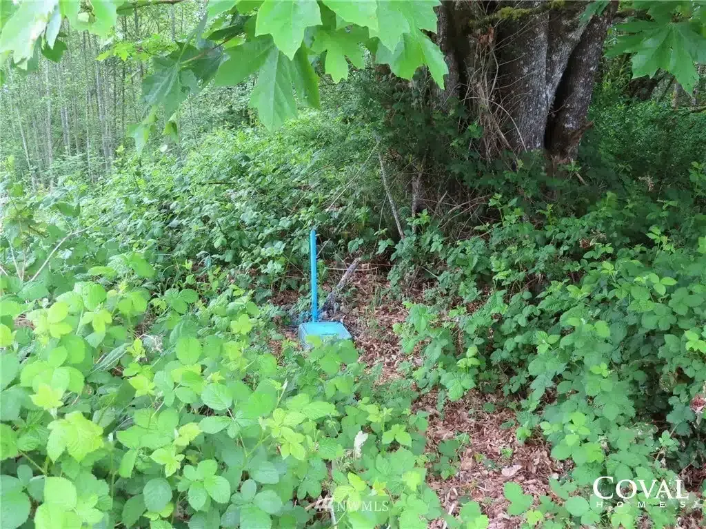 Blue shovel in dense green garden near a large tree trunk