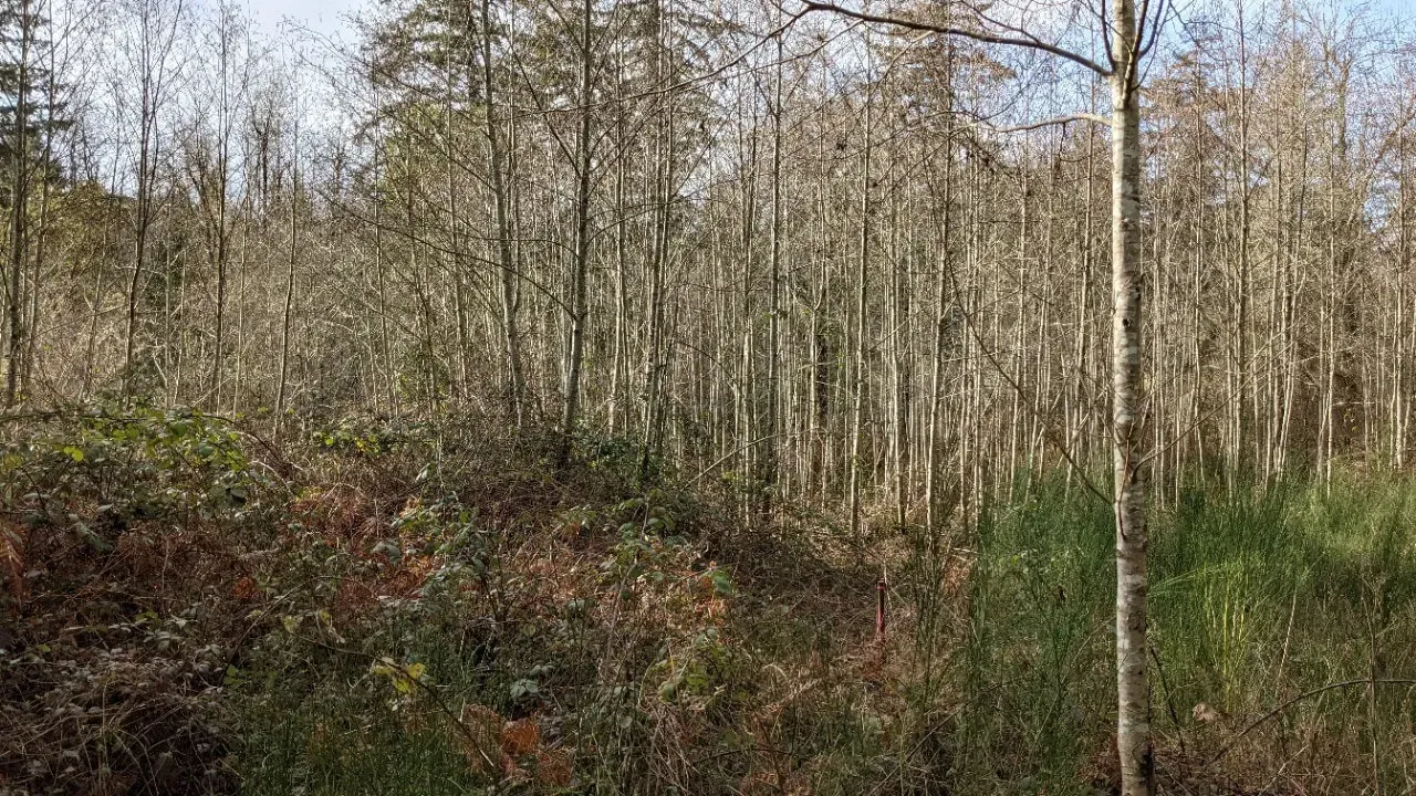 Leafless trees and dense undergrowth in a wooded area on a sunny day.