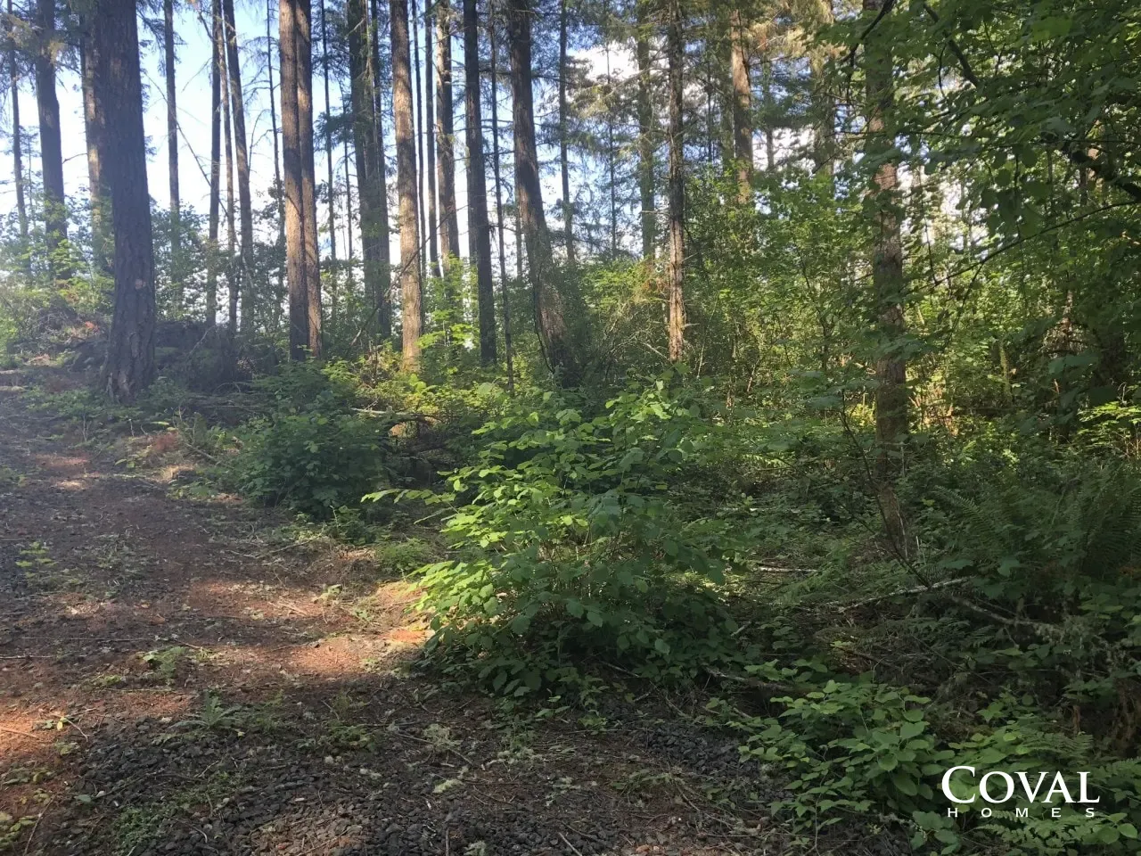 Wooded trail with tall pine trees and green undergrowth in dappled sunlight