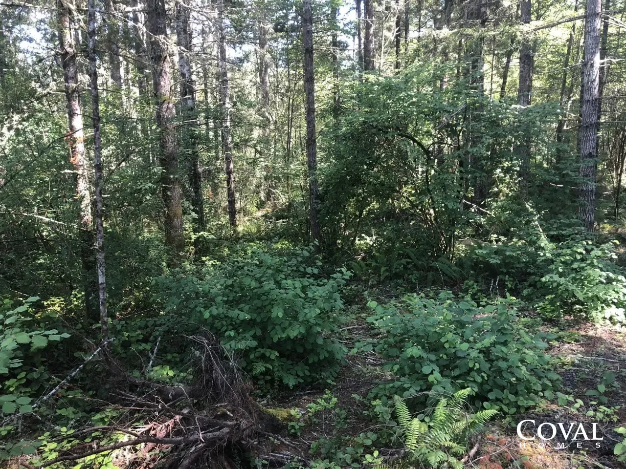 Dense green forest with tall trees and undergrowth in dappled sunlight
