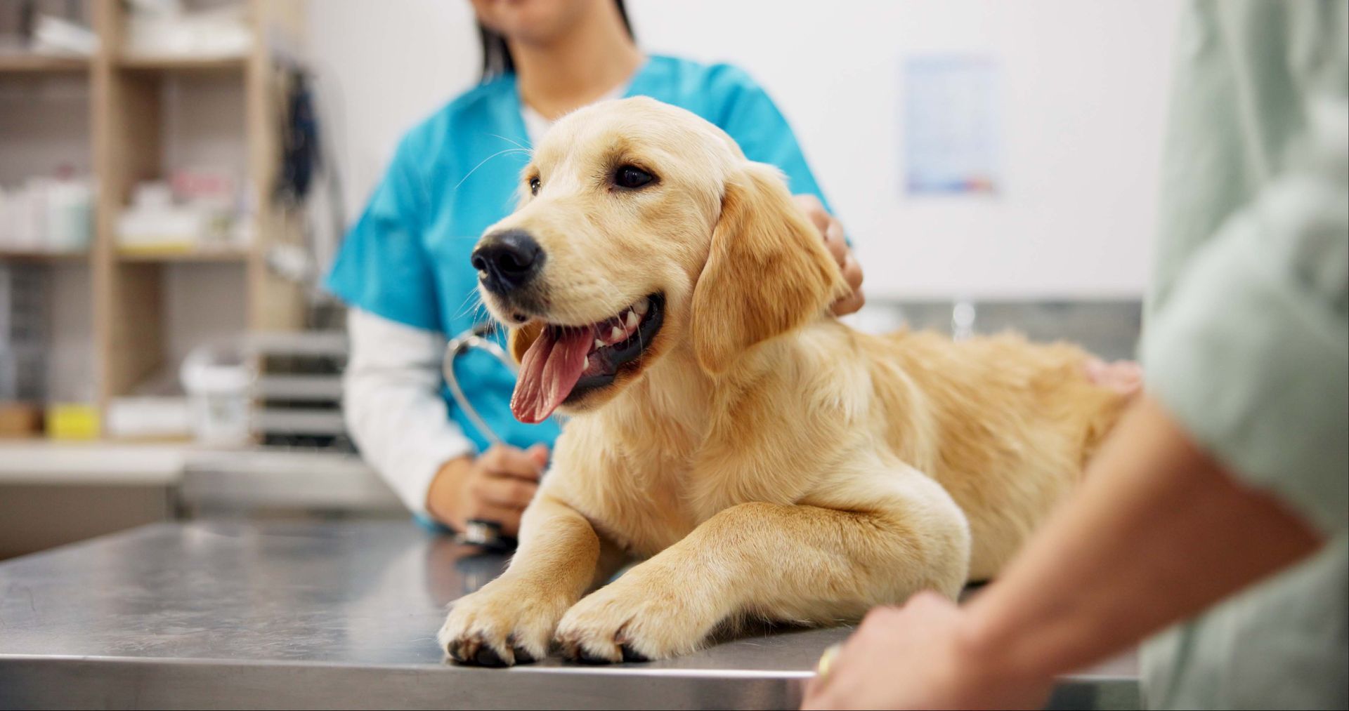 Un cane è sdraiato su un tavolo nello studio di un veterinario.