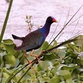 Purple gallinule bird with orange feet perched on reeds near water.
