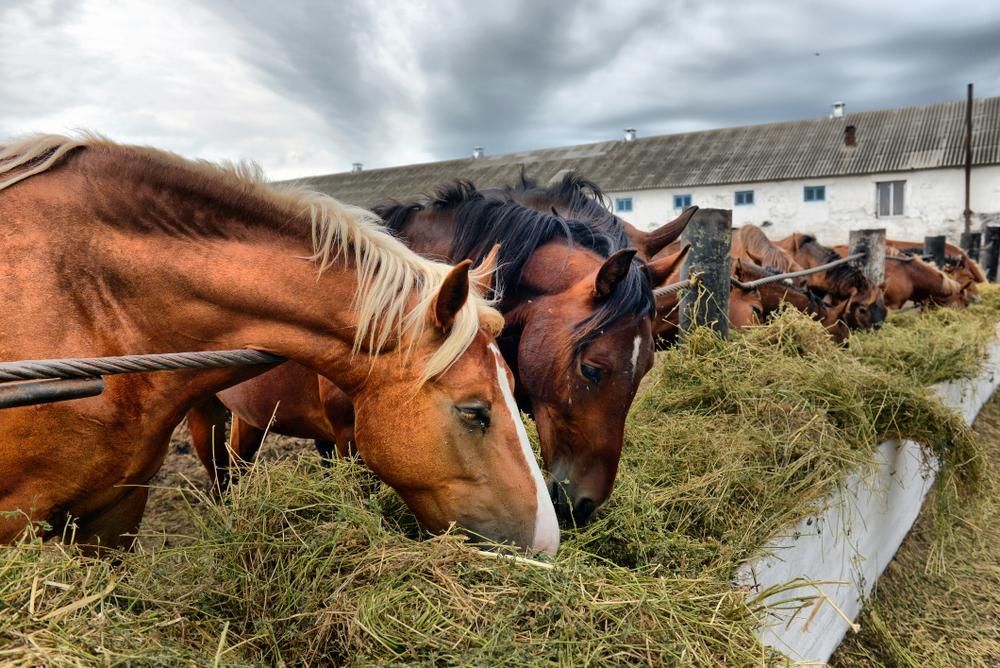 a Herd of Horses Are Eating Hay From a Fence — Tony Sinclair Fencing In Bucca, NSW