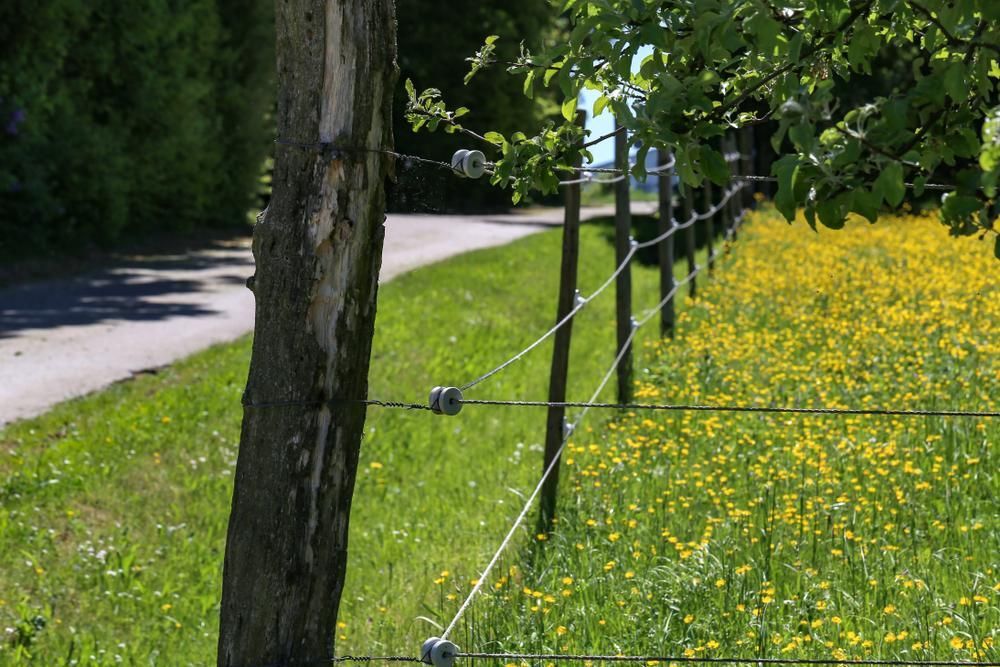 a Barbed Wire Fence Surrounds a Field of Yellow Flowers — Tony Sinclair Fencing In Bellingen, NSW 
