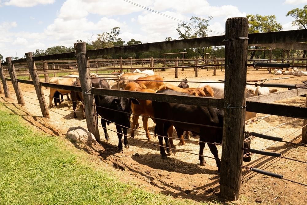 a Herd of Cattle Are Standing Behind a Wooden Fence — Tony Sinclair Fencing In Bucca, NSW