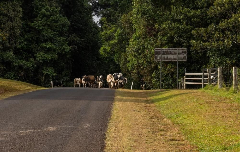 a Group of Cows Are Standing on the Side of a Road — Tony Sinclair Fencing In Armidale, NSW