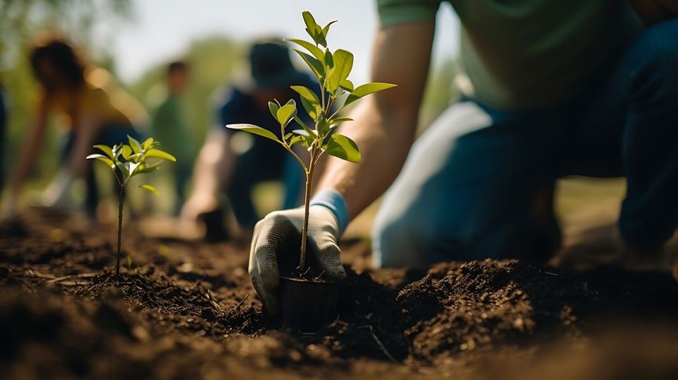 Hands firming soil around a newly planted sapling