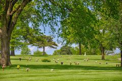 People walking through a green park with large trees and scattered flowers under a bright sky