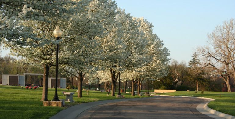 Curving park road lined with blooming trees and lampposts in spring sunlight
