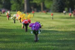 Colorful flower bouquets line a grassy lawn in a park, with purple, red, and yellow blooms in focus.
