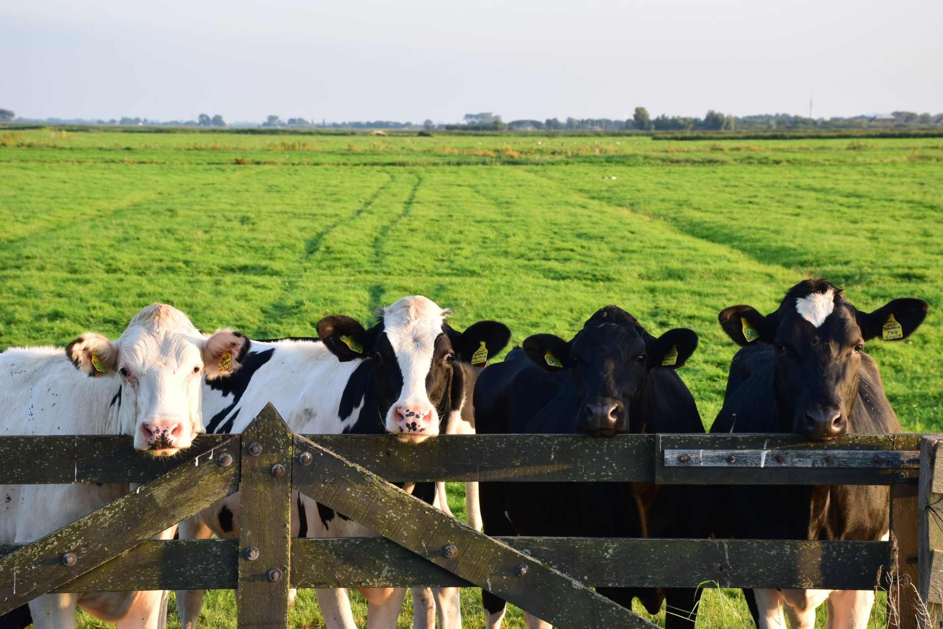 Cows standing at a fence