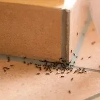 A colony of black ants crawling near a wooden structure on a tile floor.