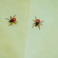 Two ticks with red and black bodies on a light-yellow surface.