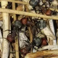 Red and black ants clustered together, among wood and debris.