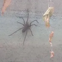 Spider with long legs on a light blue wall, near dried leaves.