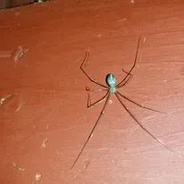 A slender-bodied, long-legged spider on a reddish-brown surface.