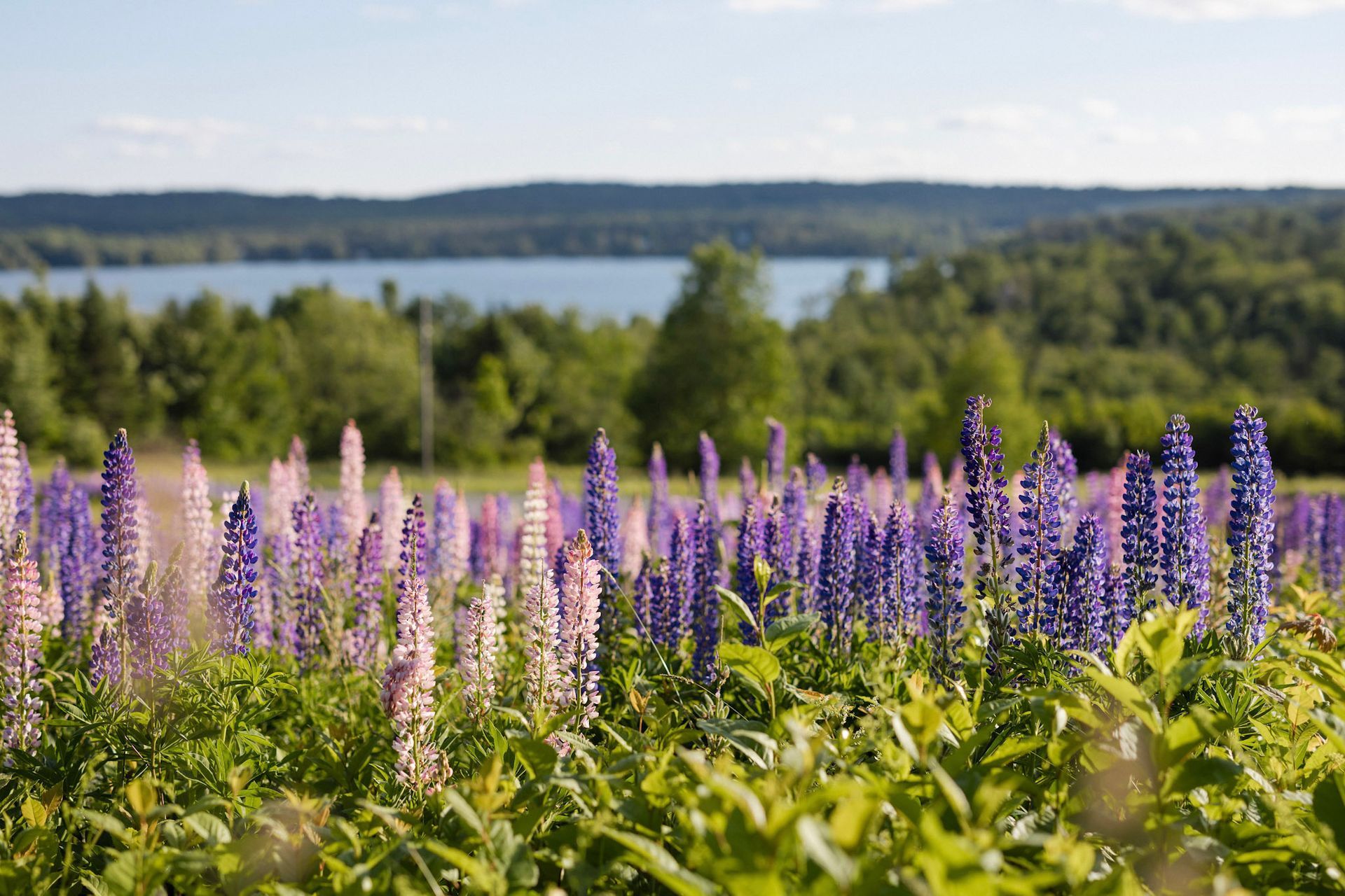 Field of purple and pink lupine flowers with a lake and forest in the background.