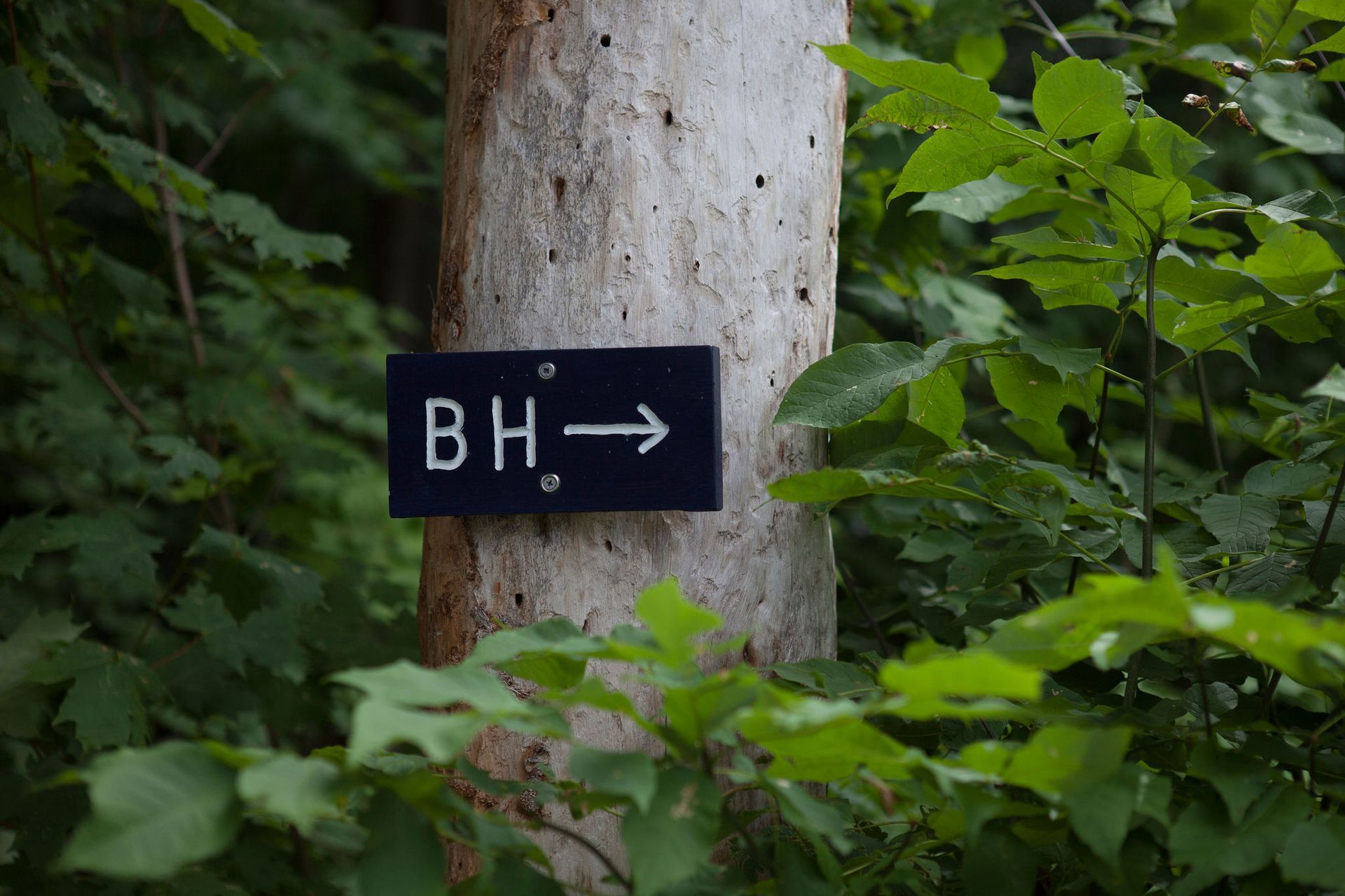 Black sign on tree trunk indicates 