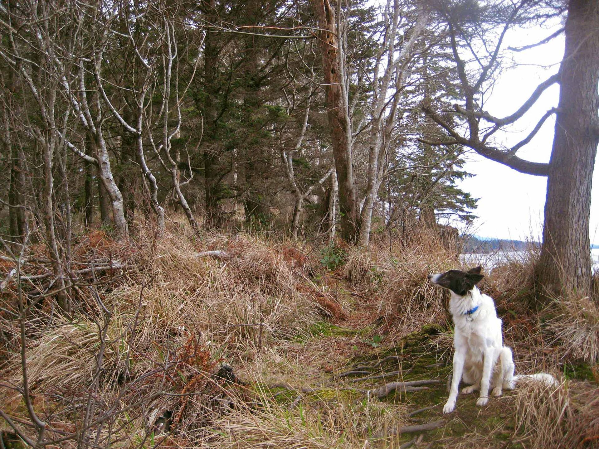 A black and white dog is sitting on a path in the woods.
