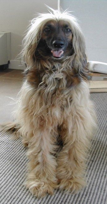A dog with long hair is sitting on the floor and looking at the camera.