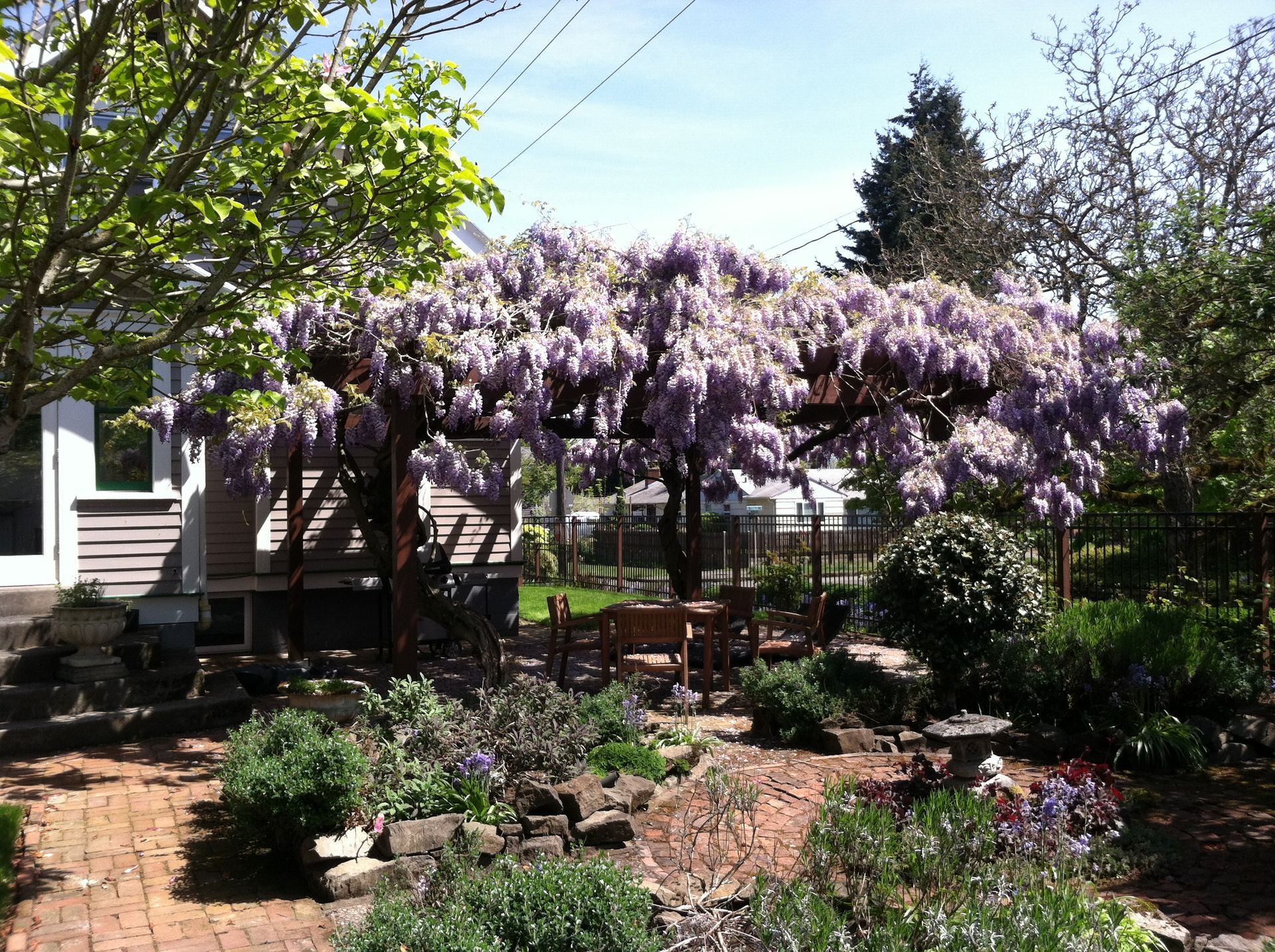 Garden arbor covered in purple wisteria beside a white house, with trees and flower beds.